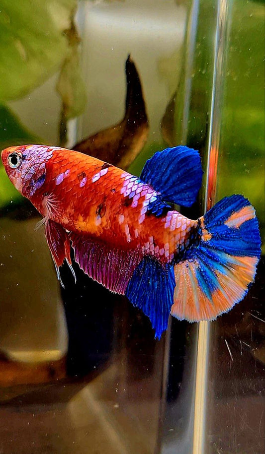 FEMALE PLAKAT GALAXY MULTICOLOR BETTA FISH