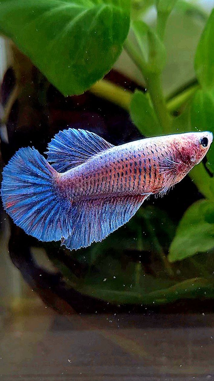 FEMALE HALFMOON BLUE GRIZZLE BETTA FISH