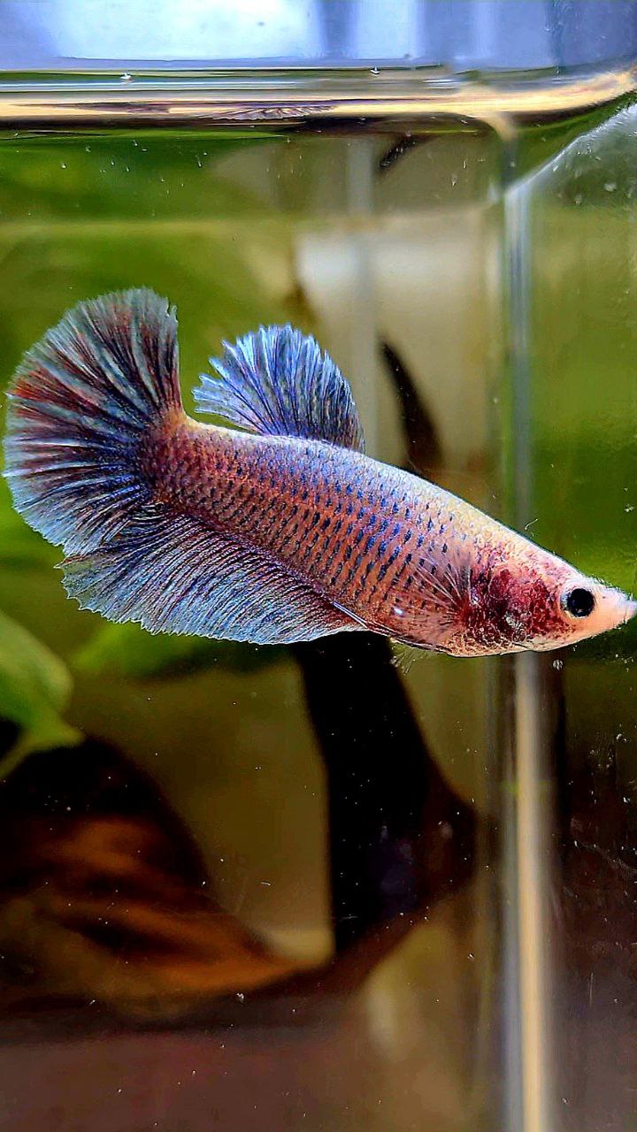 FEMALE HALFMOON BLUE GRIZZLE BETTA FISH