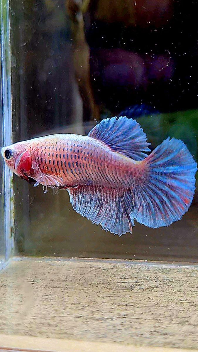 FEMALE HALFMOON BLUE GRIZZLE BETTA FISH