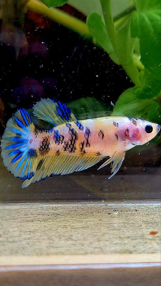FEMALE PLAKAT YELLOW BLUE DOTS MARBLE BETTA FISH