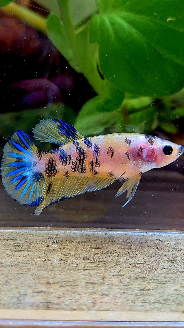 FEMALE PLAKAT YELLOW BLUE DOTS MARBLE BETTA FISH