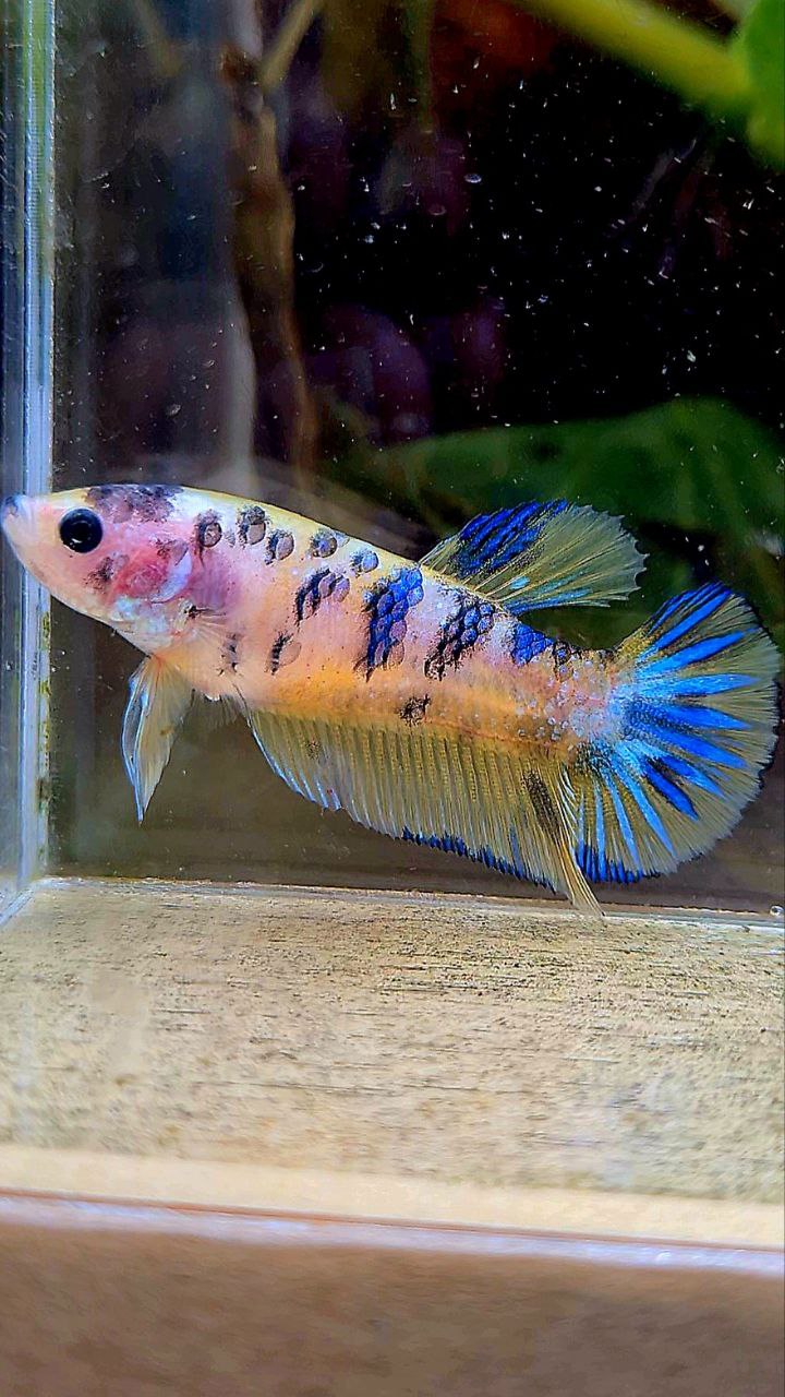 FEMALE PLAKAT YELLOW BLUE DOTS MARBLE BETTA FISH