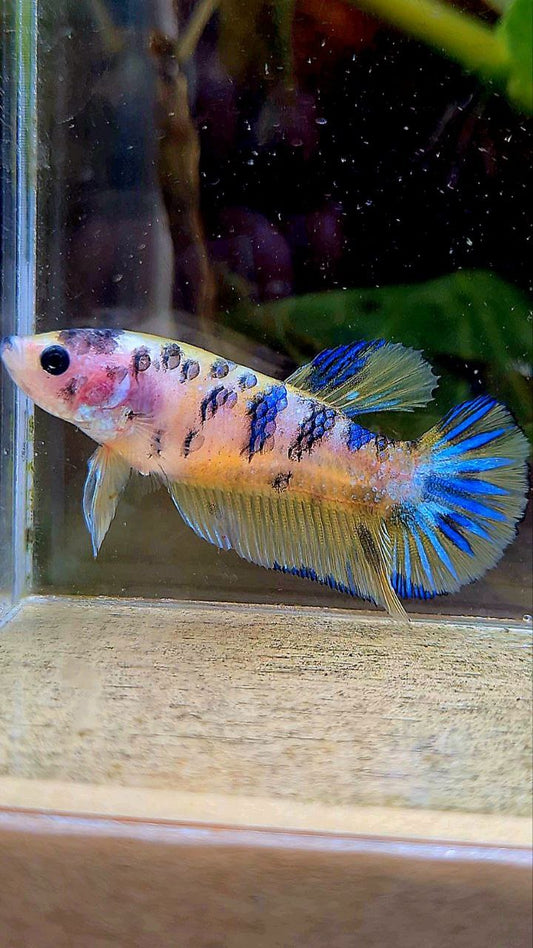FEMALE PLAKAT YELLOW BLUE DOTS MARBLE BETTA FISH