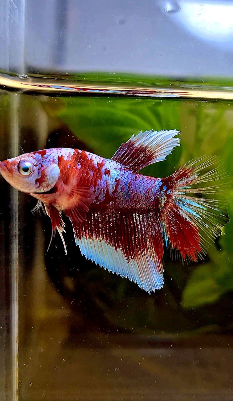 FEMALE HALFMOON BARONGSAI RED WHITE GALAXY MULTICOLOR BETTA FISH