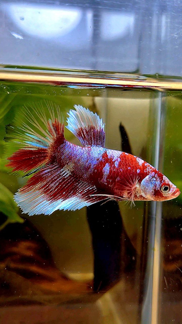 FEMALE HALFMOON BARONGSAI RED WHITE GALAXY MULTICOLOR BETTA FISH