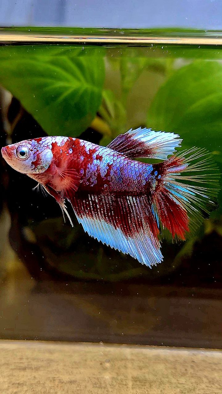 FEMALE HALFMOON BARONGSAI RED WHITE GALAXY MULTICOLOR BETTA FISH