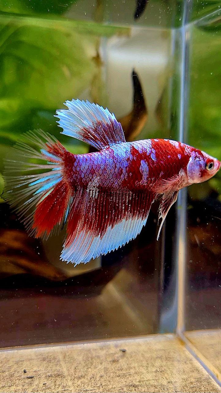 FEMALE HALFMOON BARONGSAI RED WHITE GALAXY MULTICOLOR BETTA FISH