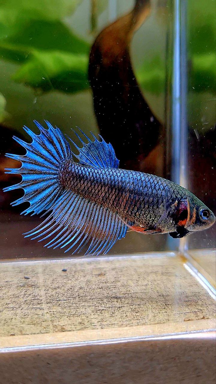 FEMALE KING CROWNTAIL BLUE ORANGE BETTA FISH