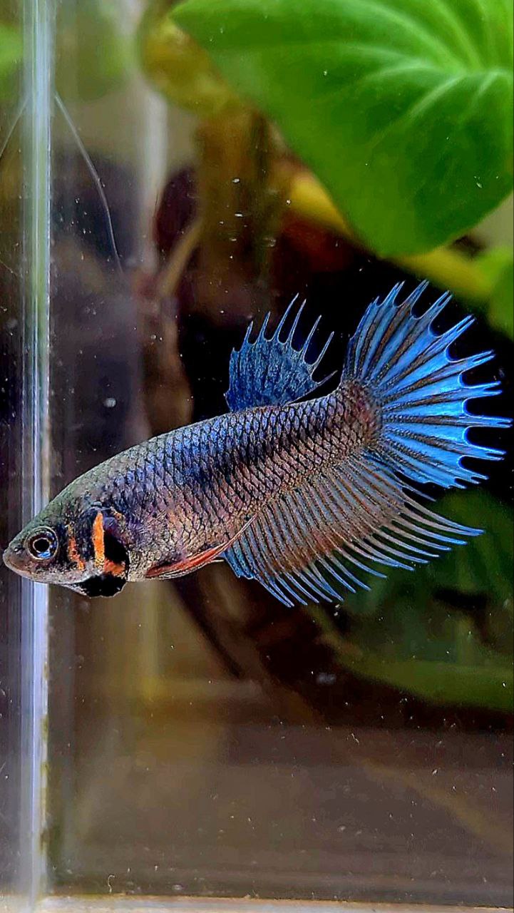 FEMALE KING CROWNTAIL BLUE ORANGE BETTA FISH