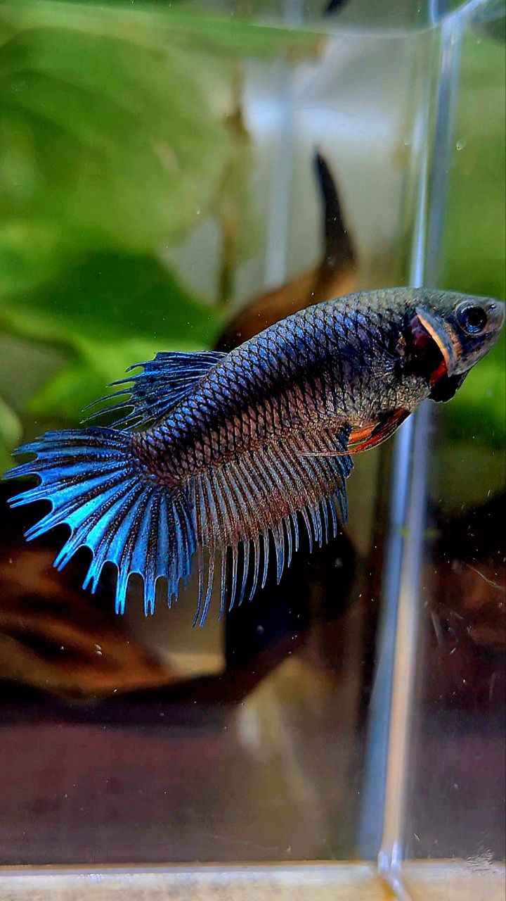 FEMALE KING CROWNTAIL BLUE ORANGE BETTA FISH