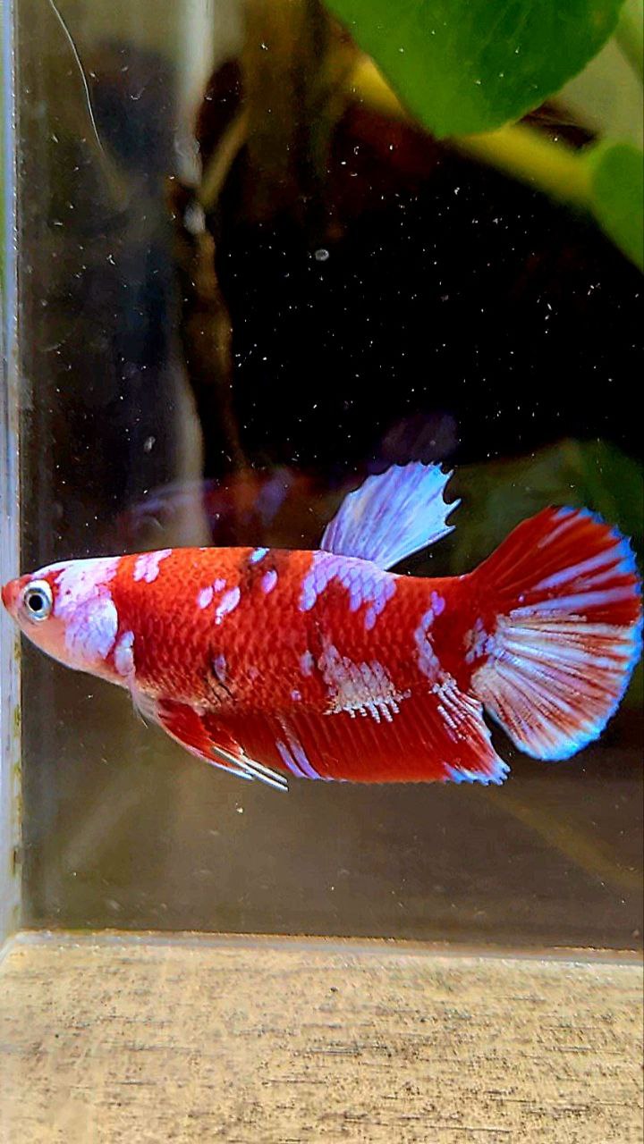 FEMALE PLAKAT BARONGSAI RED WHITE GALAXY BETTA FISH