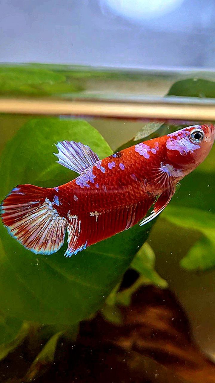 FEMALE PLAKAT BARONGSAI RED WHITE GALAXY BETTA FISH