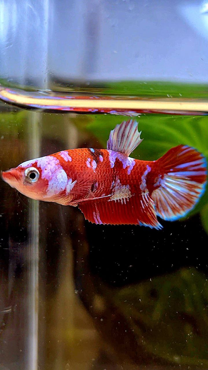 FEMALE PLAKAT BARONGSAI RED WHITE GALAXY BETTA FISH