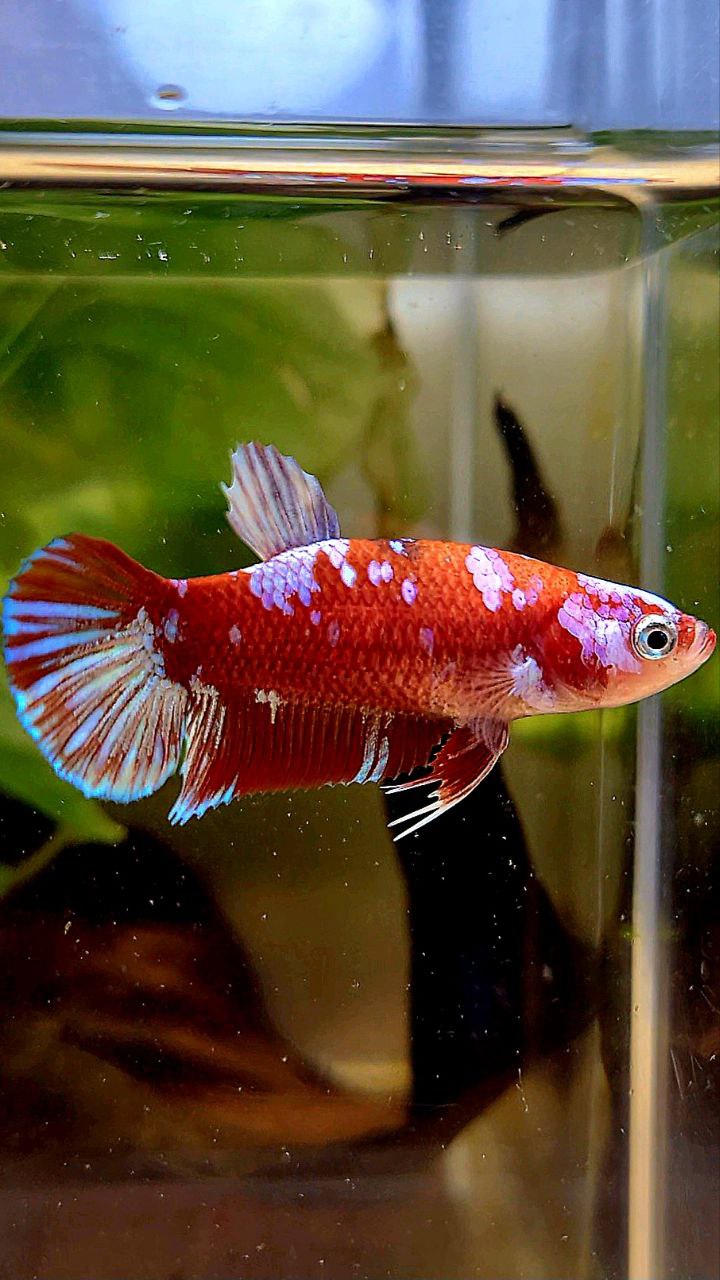 FEMALE PLAKAT BARONGSAI RED WHITE GALAXY BETTA FISH