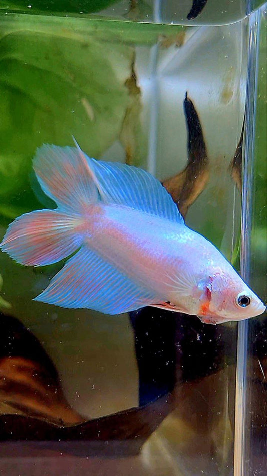 FEMALE VEILTAIL DOUBLE TAIL UNICORN BETTA FISH