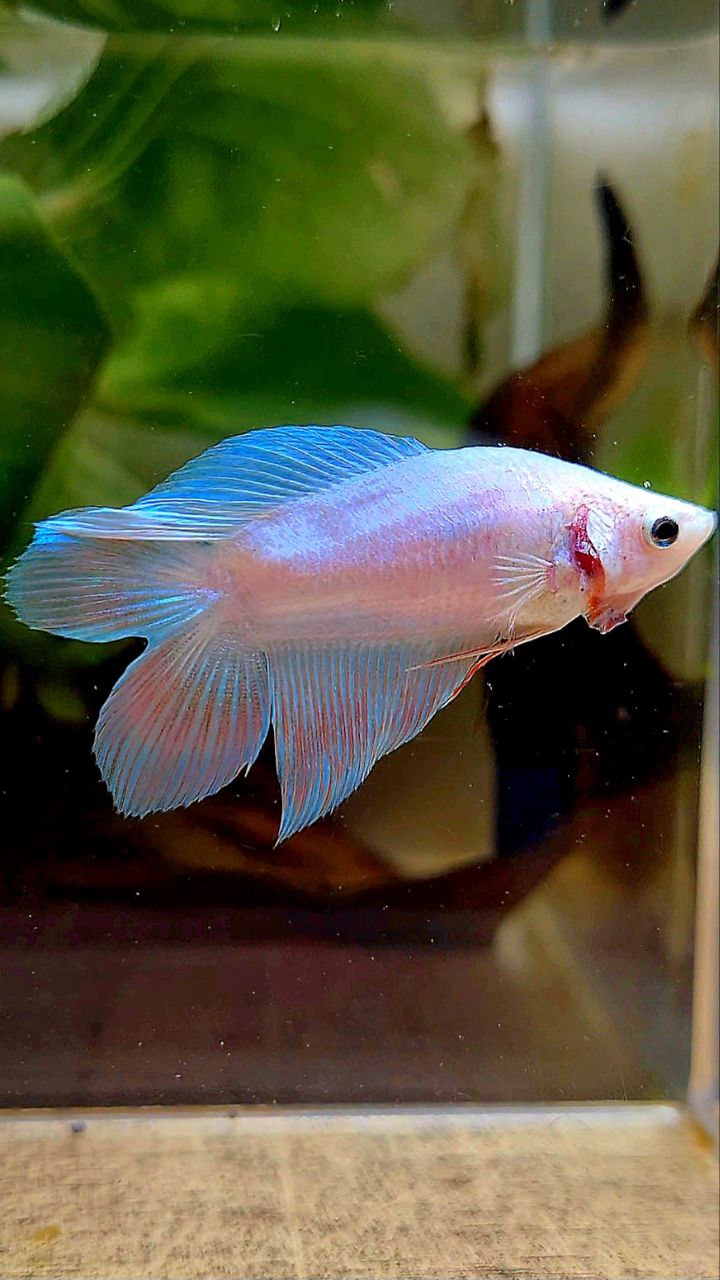 FEMALE VEILTAIL DOUBLE TAIL UNICORN BETTA FISH
