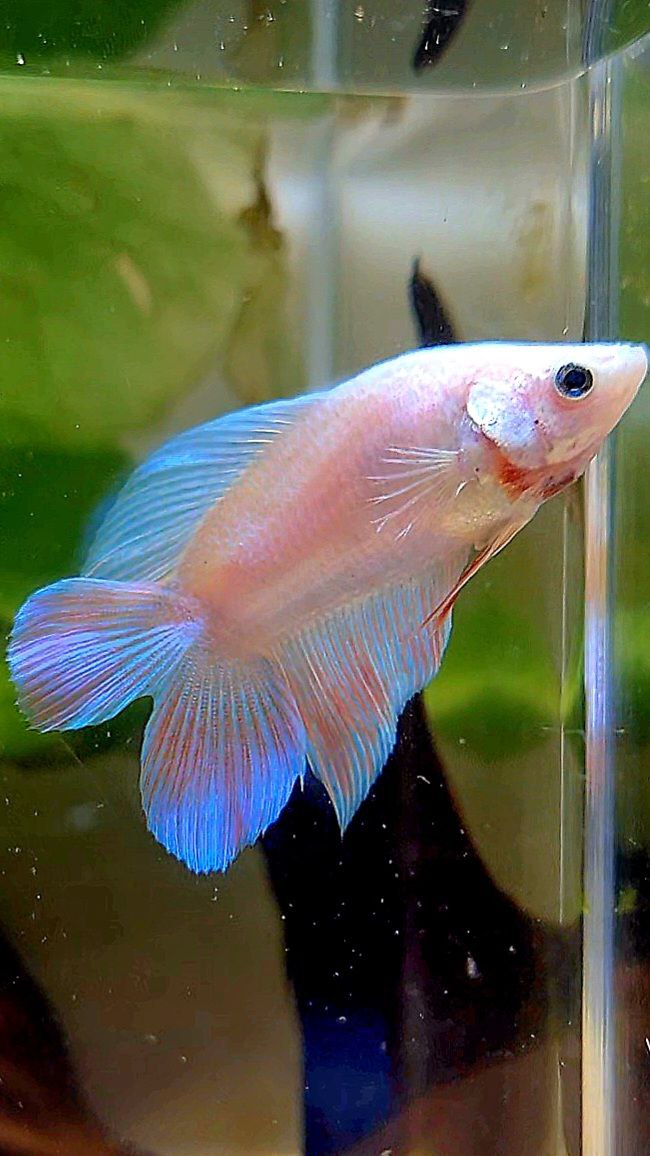 FEMALE VEILTAIL DOUBLE TAIL UNICORN BETTA FISH