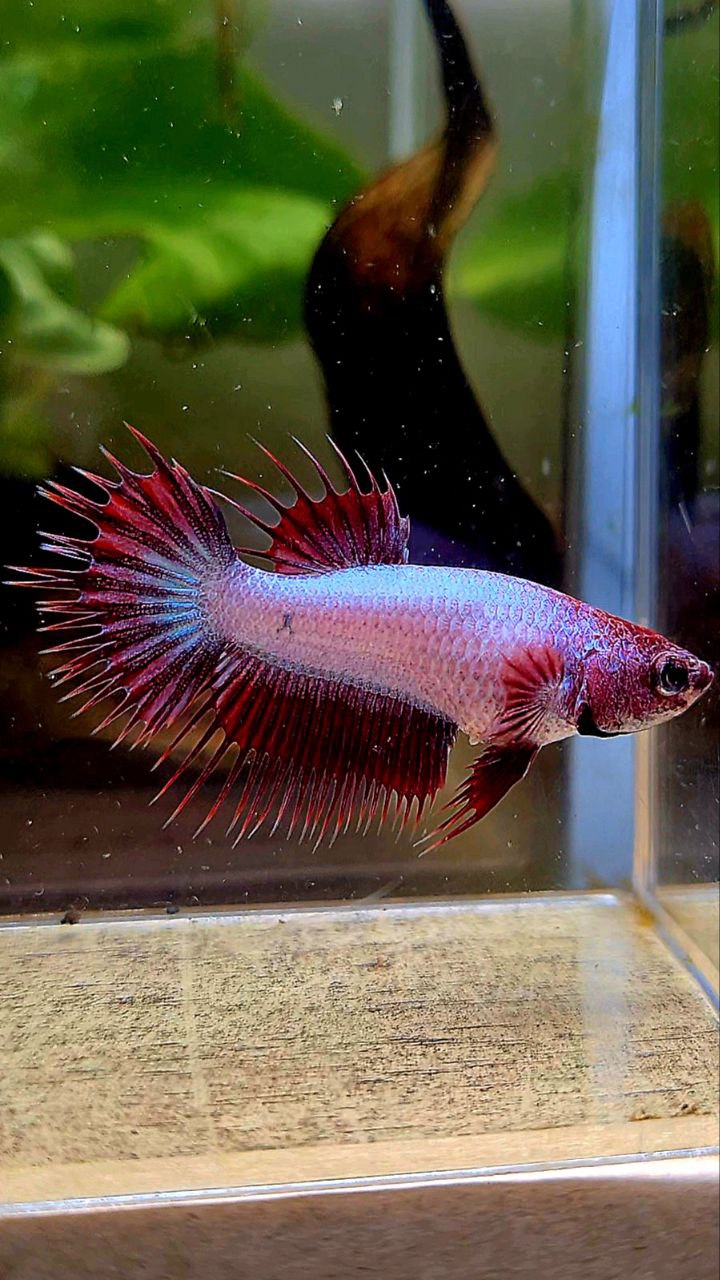 LUXURY FEMALE CROWNTAIL RED DRAGON BETTA FISH