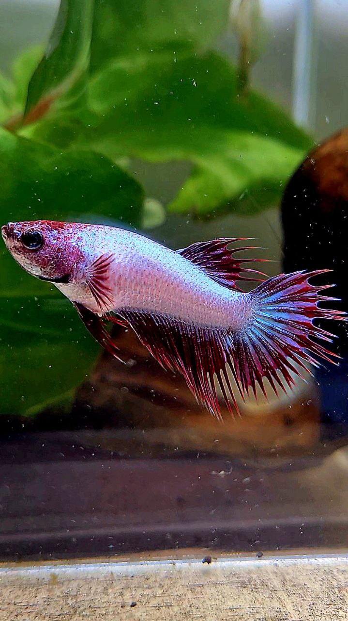 LUXURY FEMALE CROWNTAIL RED DRAGON BETTA FISH