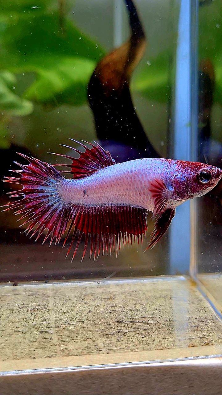 LUXURY FEMALE CROWNTAIL RED DRAGON BETTA FISH