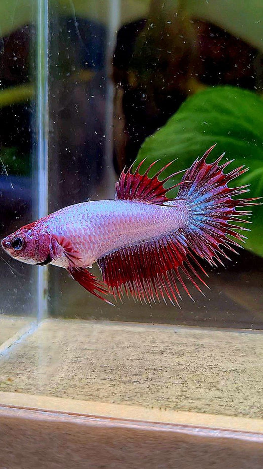 LUXURY FEMALE CROWNTAIL RED DRAGON BETTA FISH