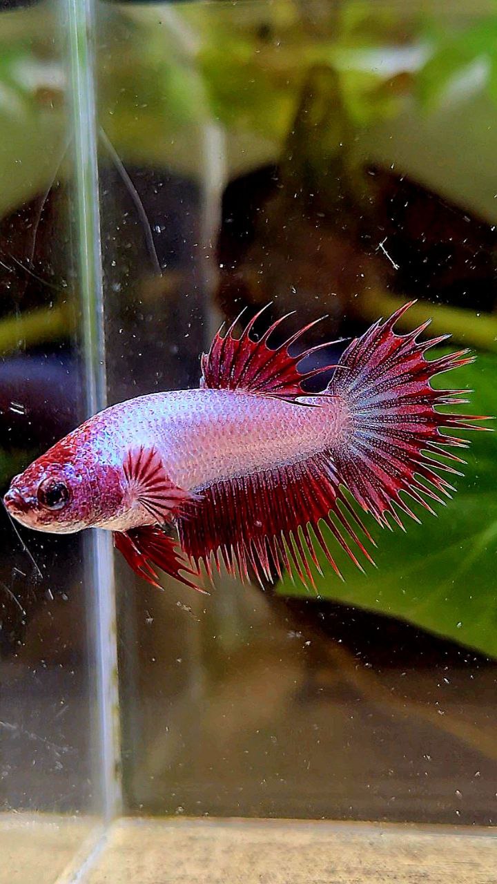 LUXURY FEMALE CROWNTAIL RED DRAGON BETTA FISH