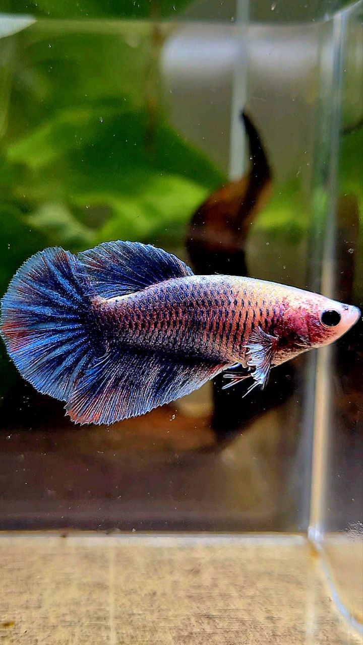 FEMALE HALFMOON BIG EAR BLUE GRAY GRIZZLE BETTA FISH