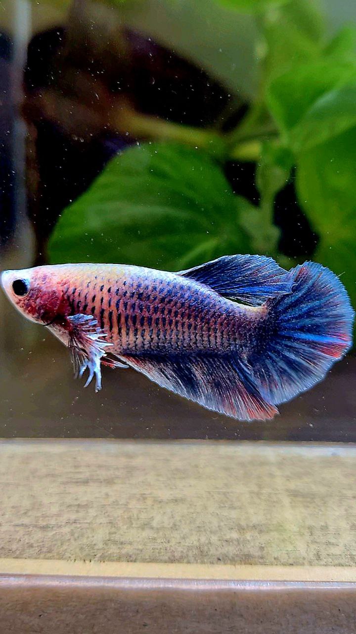FEMALE HALFMOON BIG EAR BLUE GRAY GRIZZLE BETTA FISH