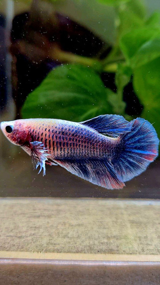 FEMALE HALFMOON BIG EAR BLUE GRAY GRIZZLE BETTA FISH