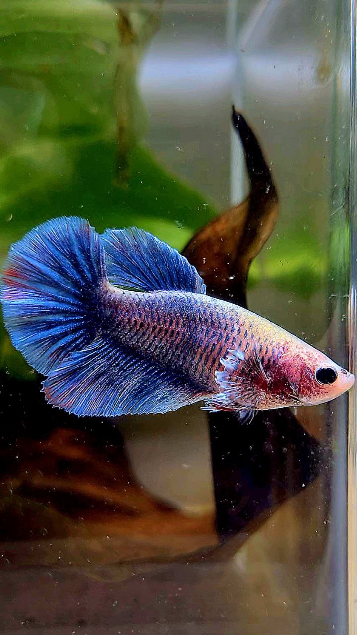 FEMALE HALFMOON BIG EAR BLUE GRAY GRIZZLE BETTA FISH