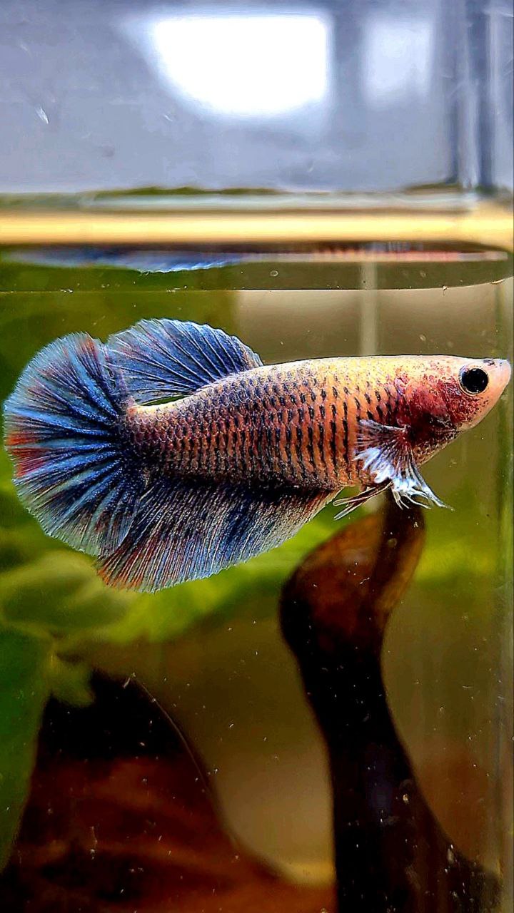 FEMALE HALFMOON BIG EAR BLUE GRAY GRIZZLE BETTA FISH
