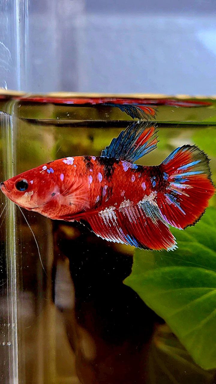 FEMALE HALFMOON BARONGSAI RED WHITE GALAXY MULTICOLOR BETTA FISH