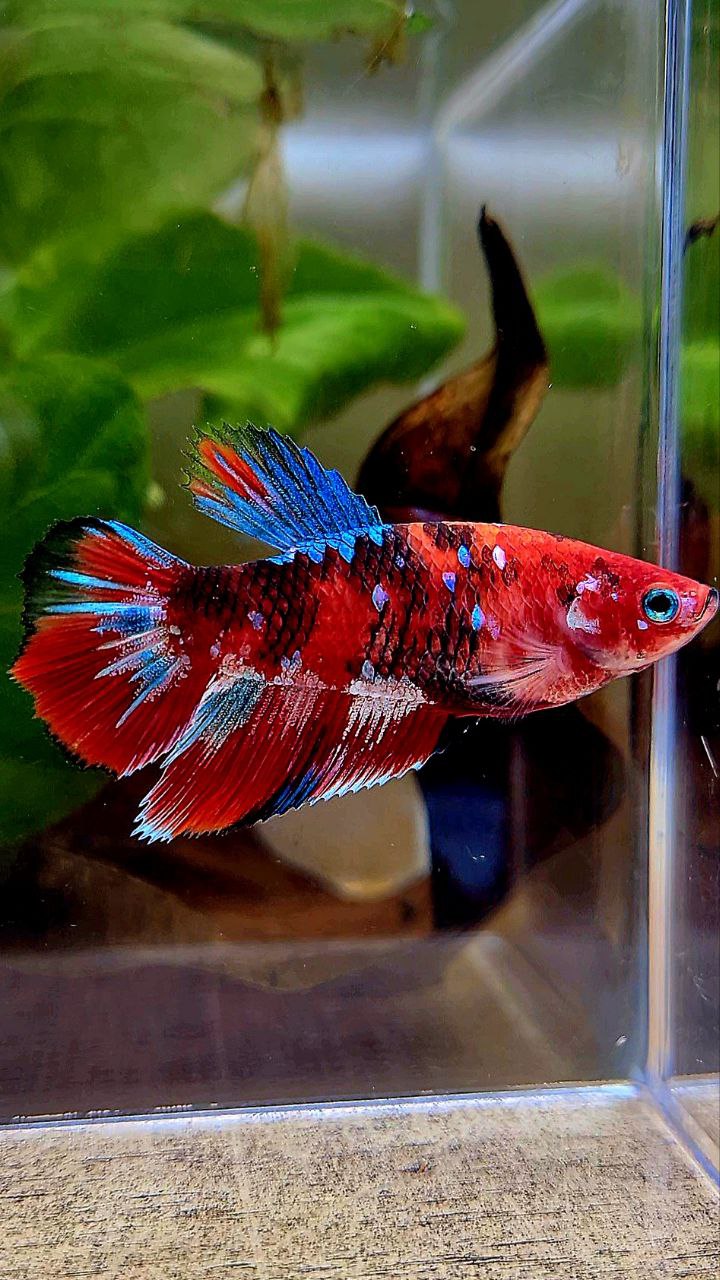 FEMALE HALFMOON BARONGSAI RED WHITE GALAXY MULTICOLOR BETTA FISH