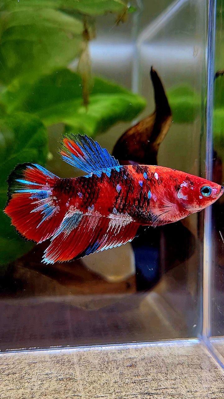 FEMALE HALFMOON BARONGSAI RED WHITE GALAXY MULTICOLOR BETTA FISH