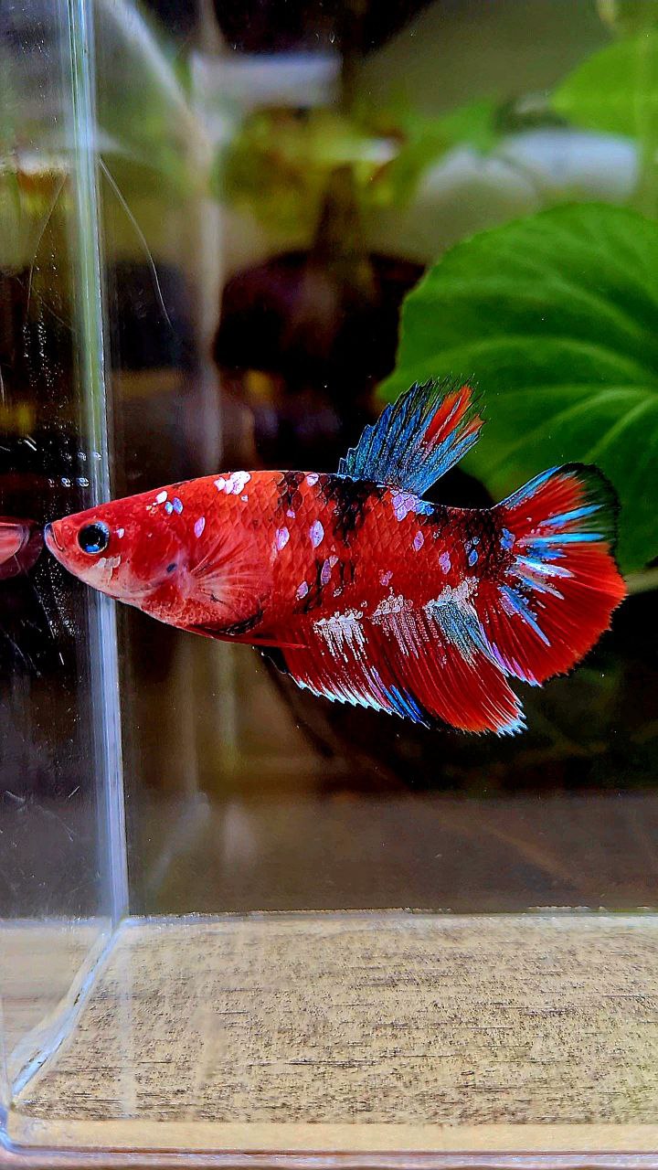 FEMALE HALFMOON BARONGSAI RED WHITE GALAXY MULTICOLOR BETTA FISH