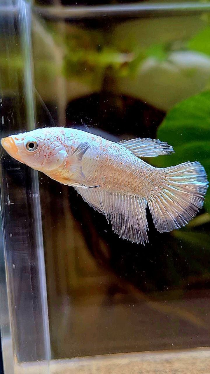 FEMALE HALFMOON COPPER RIM BETTA FISH