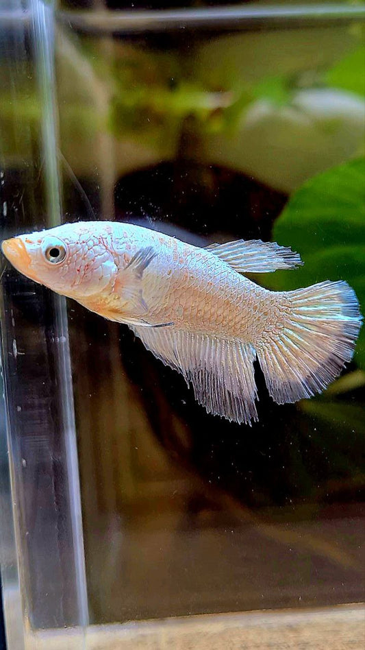 FEMALE HALFMOON COPPER RIM BETTA FISH