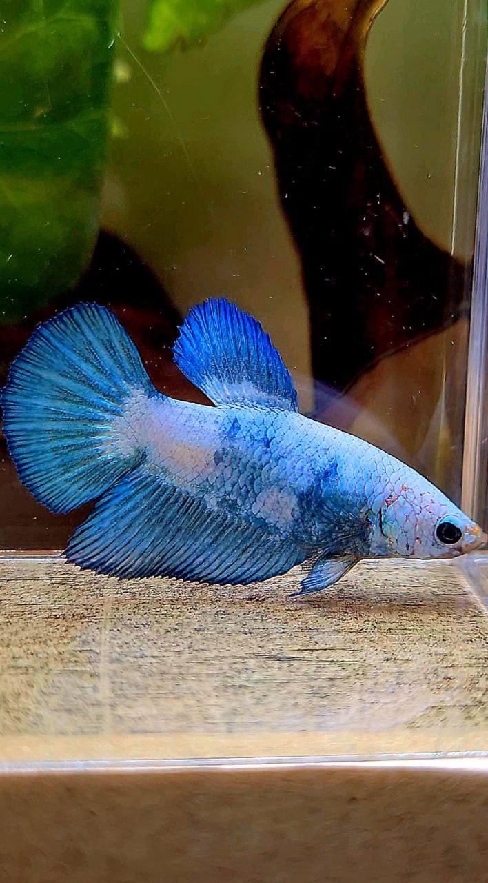 FEMALE HALFMOON BLUE RIM MARBLE PANDA BETTA FISH