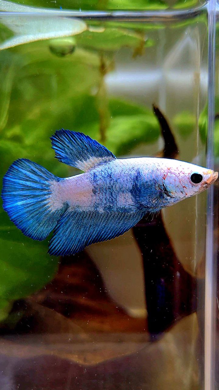 FEMALE HALFMOON BLUE RIM MARBLE PANDA BETTA FISH
