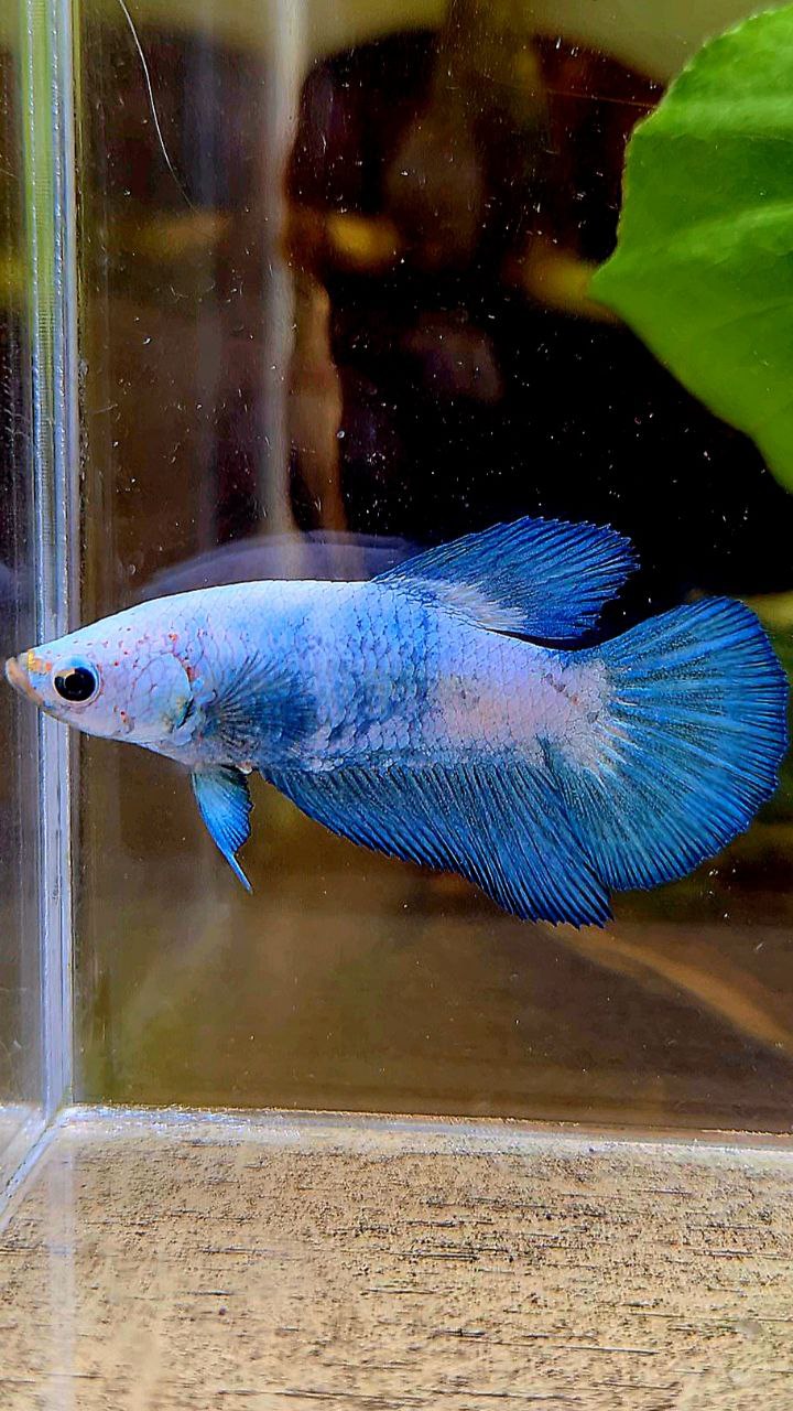 FEMALE HALFMOON BLUE RIM MARBLE PANDA BETTA FISH
