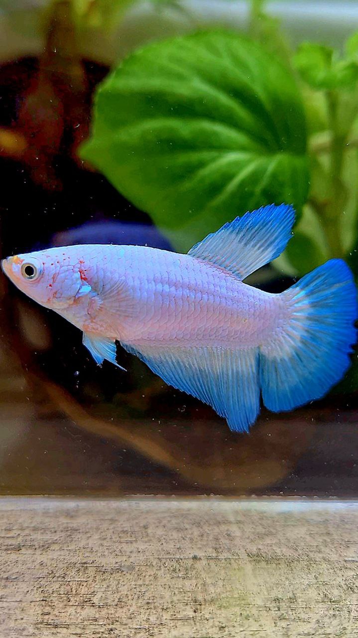 FEMALE HALFMOON BLUE RIM BICOLOR BETTA FISH