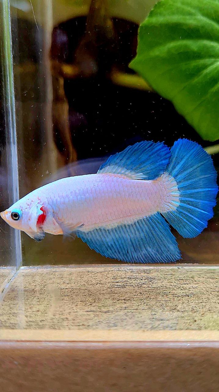 FEMALE HALFMOON BLUE RIM BICOLOR BETTA FISH