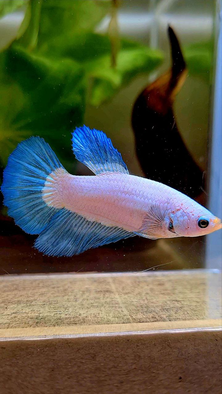 FEMALE HALFMOON BLUE RIM BICOLOR BETTA FISH