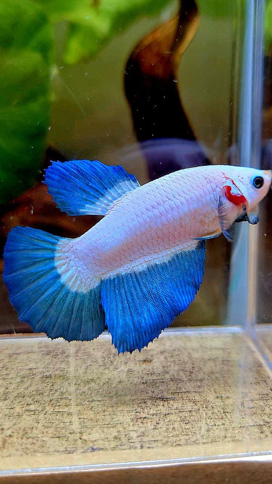 FEMALE HALFMOON BLUE RIM BICOLOR BETTA FISH