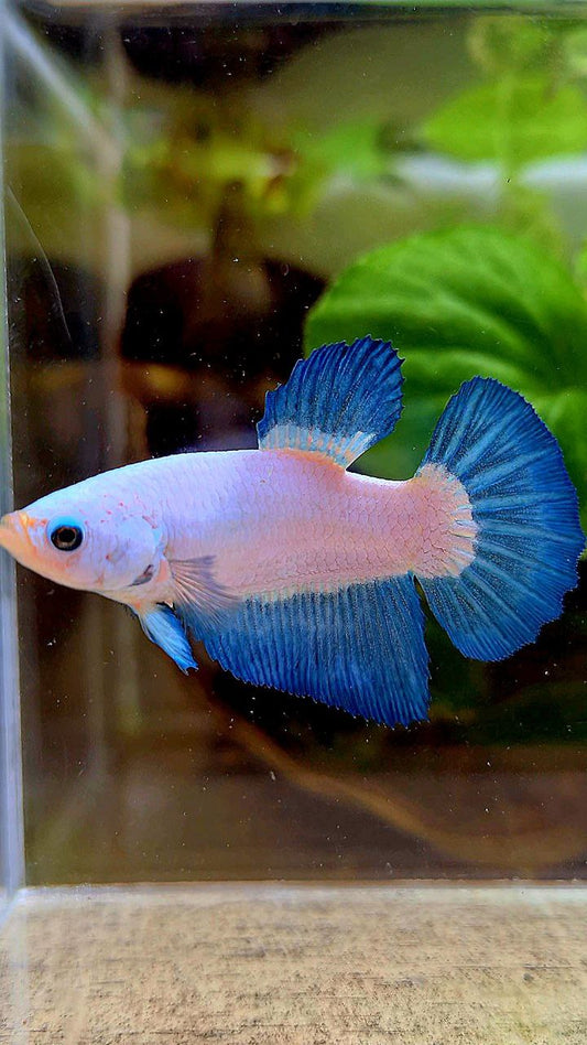 FEMALE HALFMOON BLUE RIM BICOLOR BETTA FISH