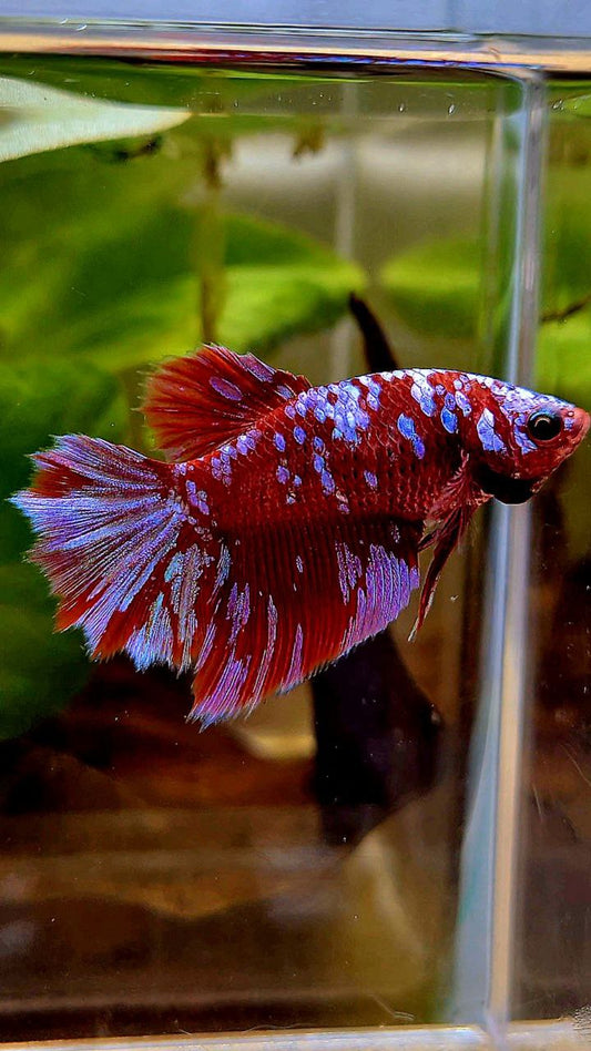 FEMALE HALFMOON SUPER GALAXY RED PURPLE MULTICOLOR RPG BETTA FISH