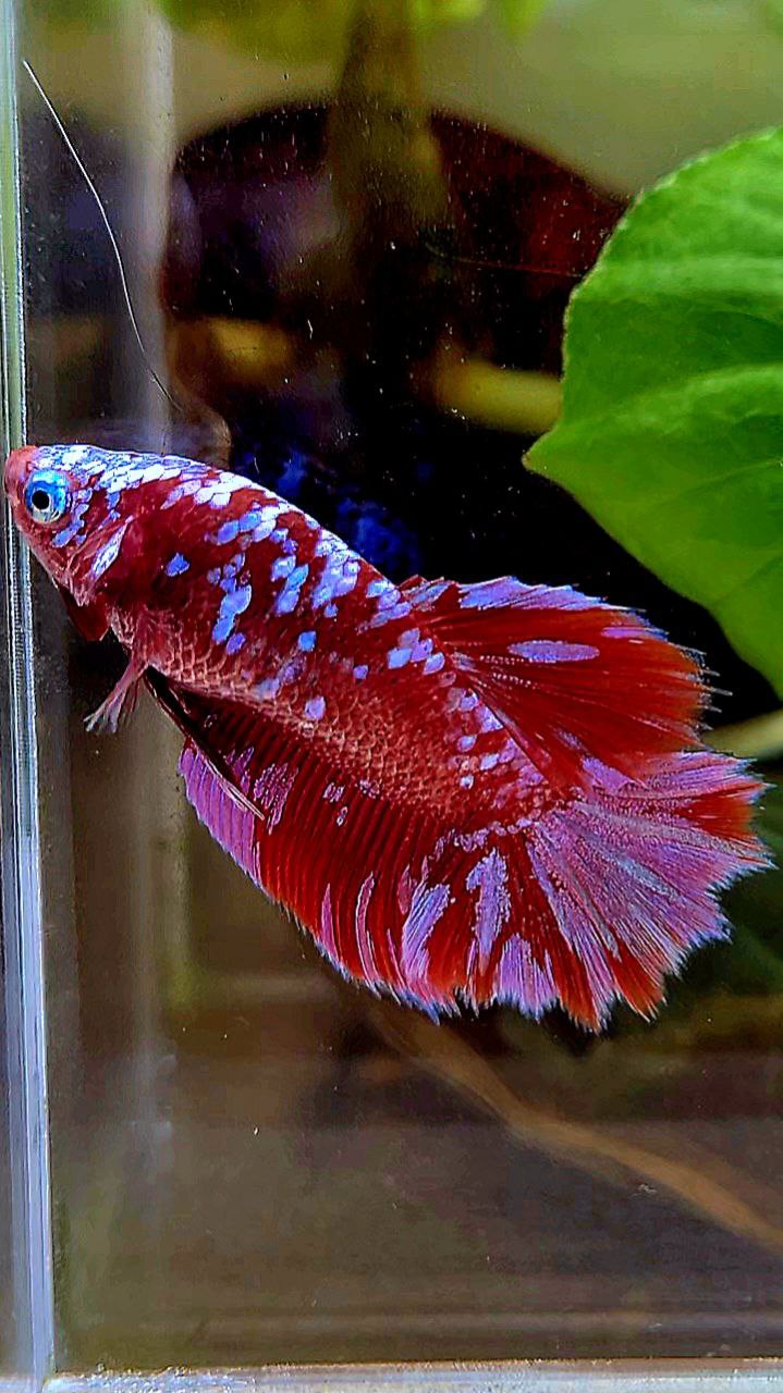 FEMALE HALFMOON SUPER GALAXY RED PURPLE MULTICOLOR RPG BETTA FISH