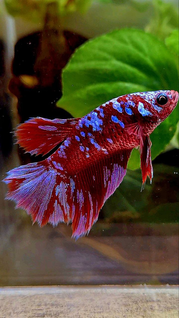 FEMALE HALFMOON SUPER GALAXY RED PURPLE MULTICOLOR RPG BETTA FISH