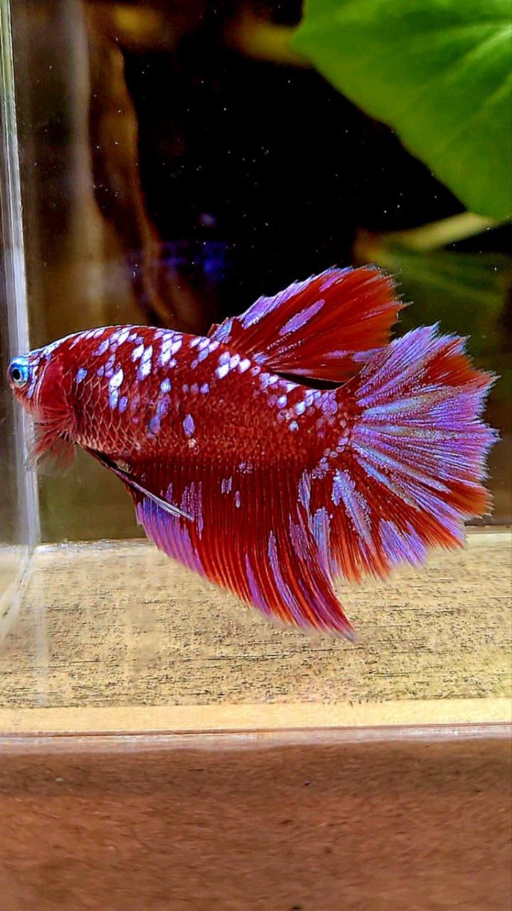 FEMALE HALFMOON SUPER GALAXY RED PURPLE MULTICOLOR RPG BETTA FISH